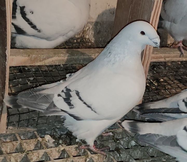 16 ® - c- MLODE 2025 YOUTH