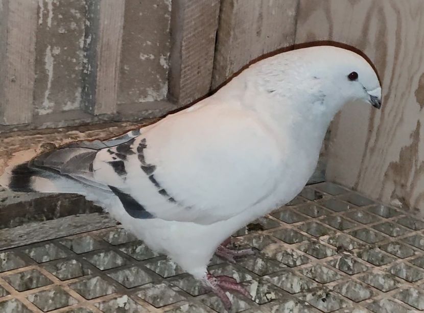 38 - c- MLODE 2025 YOUTH