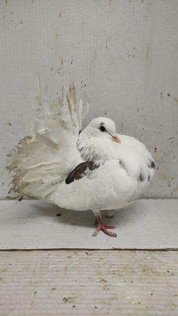  - De vanzare voltati