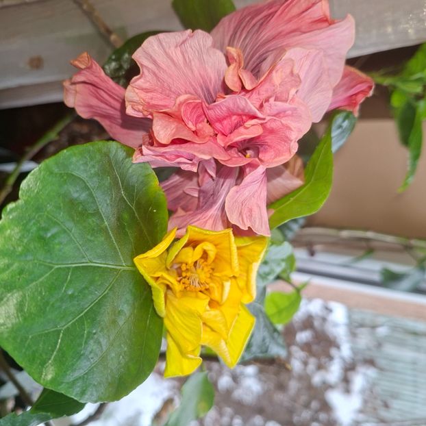 10.01.2026 - HIBISCUSI 2026-1