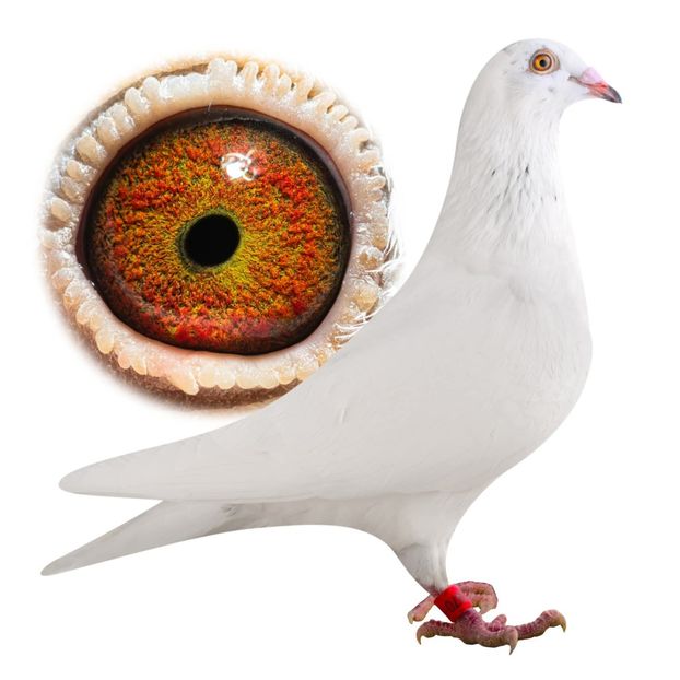  - Nu îmi aparțin 11