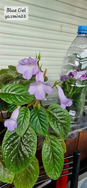 August 2025 - Sinningia Blue Ciel