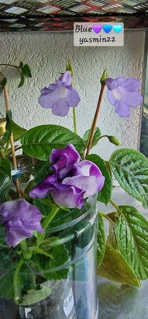 August 2025 - Sinningia Blue Ciel