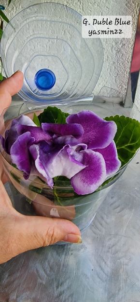 21.07.2025 - Gloxinia x din 2023 comerț