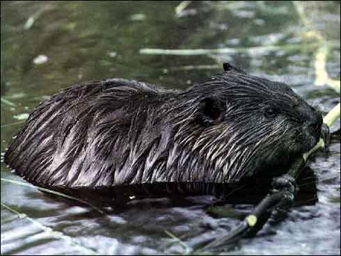 castor[1]