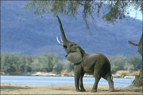 elefant[1]