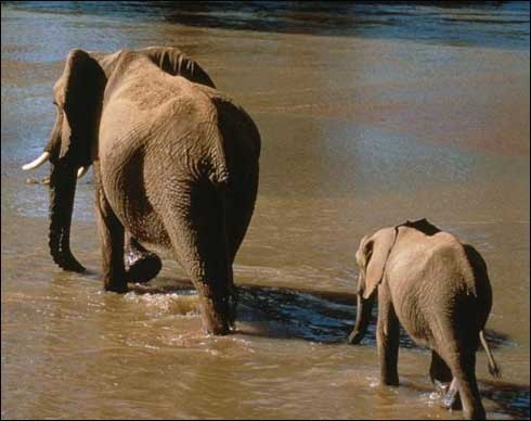 elefant_91[1] - animale