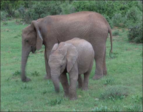 elefant_96[1] - animale