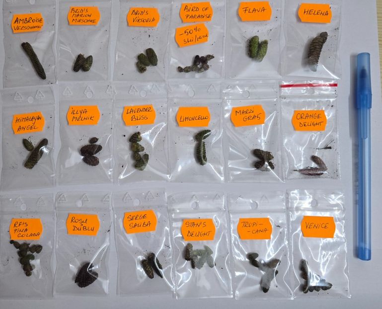 Rezervat - Pachete rizomi