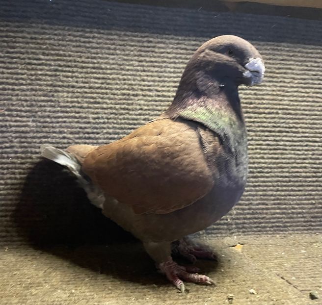 1-0 2023 - Perechi 2026