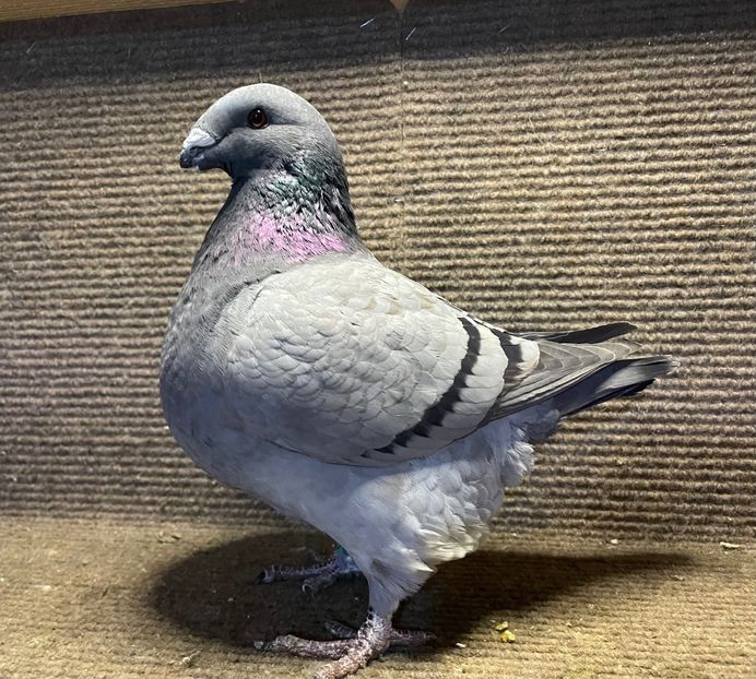 0-1 2025 - Perechi 2026