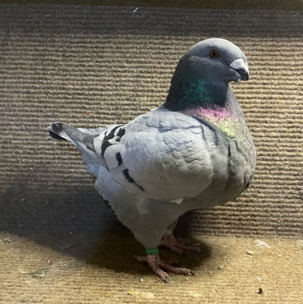 1-0 2025 - Perechi 2026