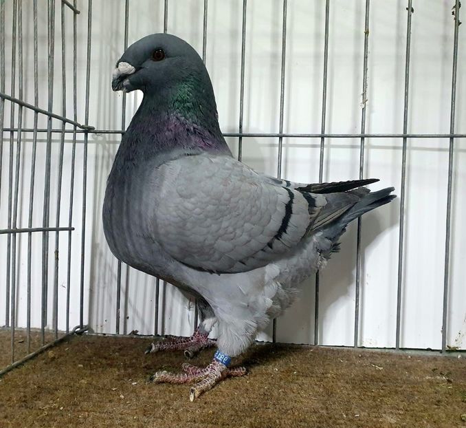 0-1 2024 - Perechi 2026