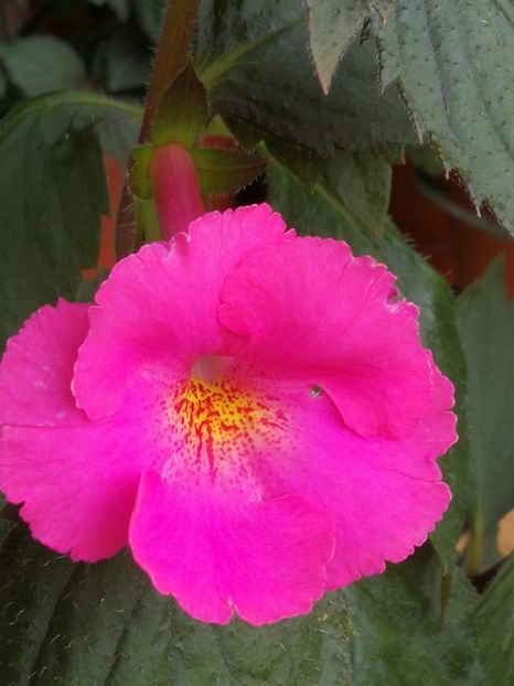 BriD's Pink Lily - BriD s Pink Lily