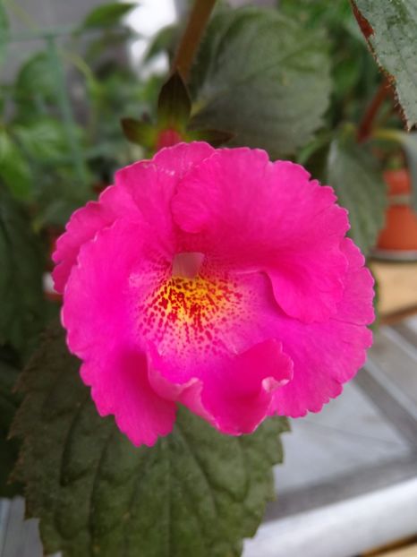 BriD's Pink Lily2 - BriD s Pink Lily