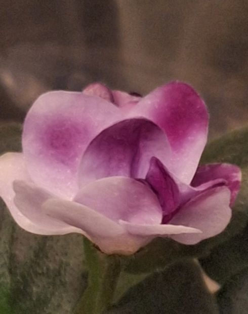  - Hunter s Skeeter Bite