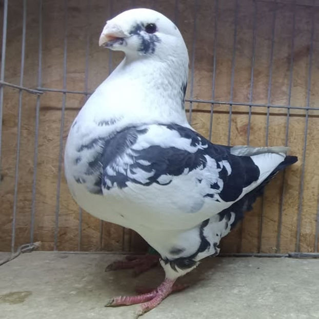 F-2025 No. - AMERICAN GiANT HOMER MATCA