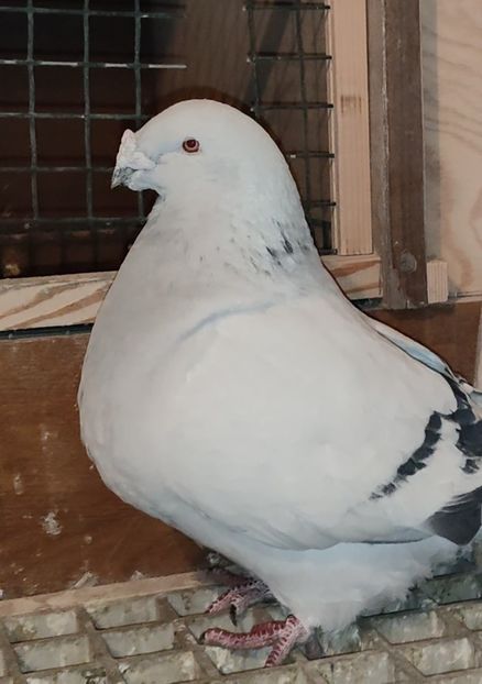 PL21-JRS45 - a- SAMCE- Males