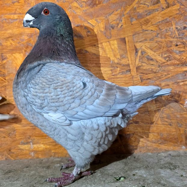 F 2025 - 4--- Fem AGH Matca 2026