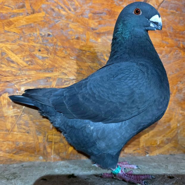 M 2025 - 5--- Masc AGH Matca 2026