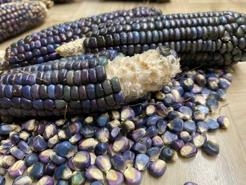  - SEMINTE PORUMB - P 37 HOPI BLUE MEXICO