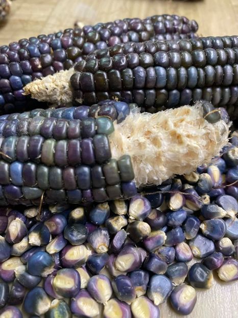  - SEMINTE PORUMB - P 37 HOPI BLUE MEXICO