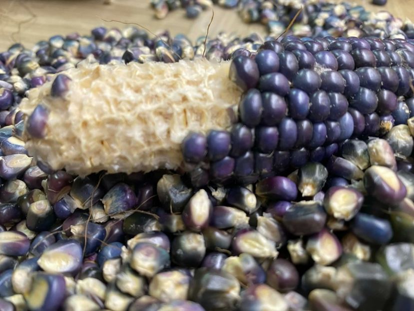  - SEMINTE PORUMB - P 37 HOPI BLUE MEXICO