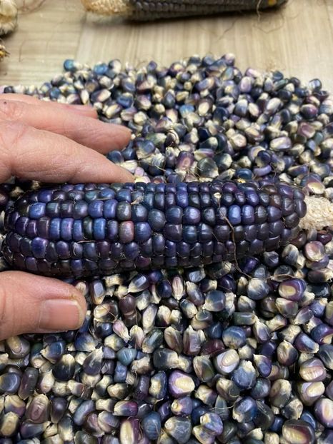  - SEMINTE PORUMB - P 37 HOPI BLUE MEXICO