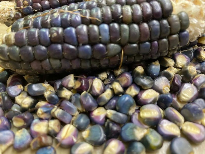  - SEMINTE PORUMB - P 37 HOPI BLUE MEXICO