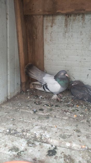  - De vanzare rolleri persani