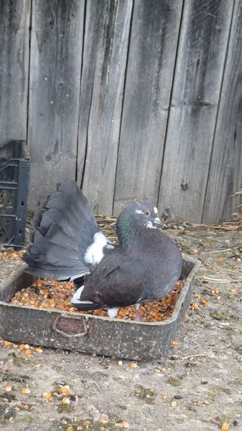  - De vanzare voltati