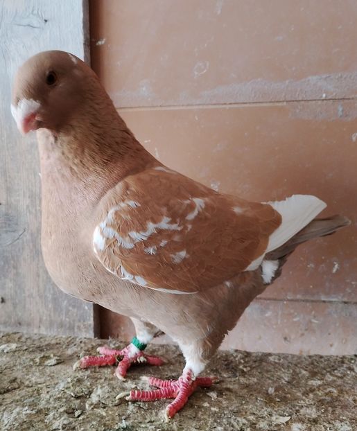  - AGH Masculi PENTRU 2026