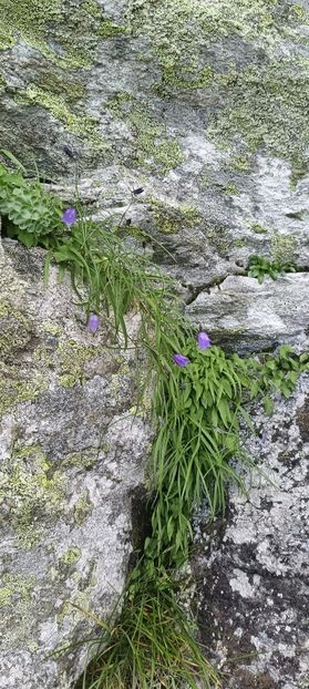  - Munții Rodnei-2025