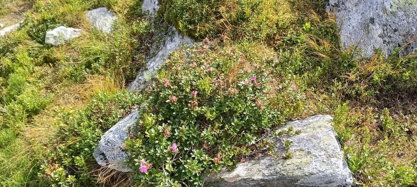  - Munții Rodnei-2025