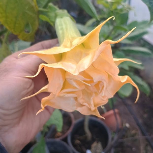 brugmansia Angels Endless 30lei - Brugmansii disponibile