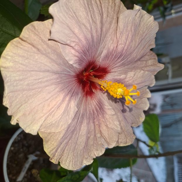  - DPs Blackberry Crystal