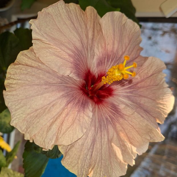  - DPs Blackberry Crystal