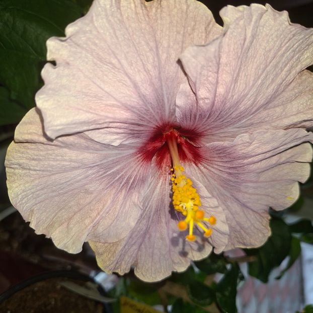  - DPs Blackberry Crystal