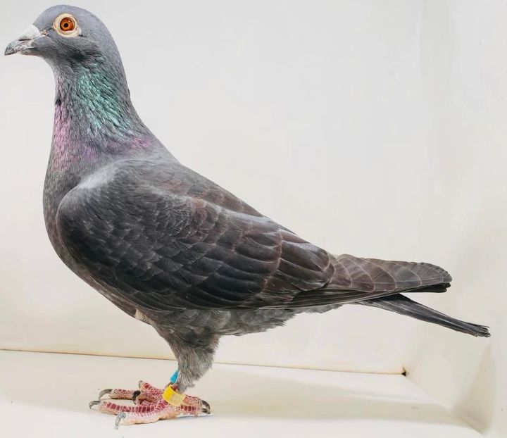  - Nu îmi aparțin 11