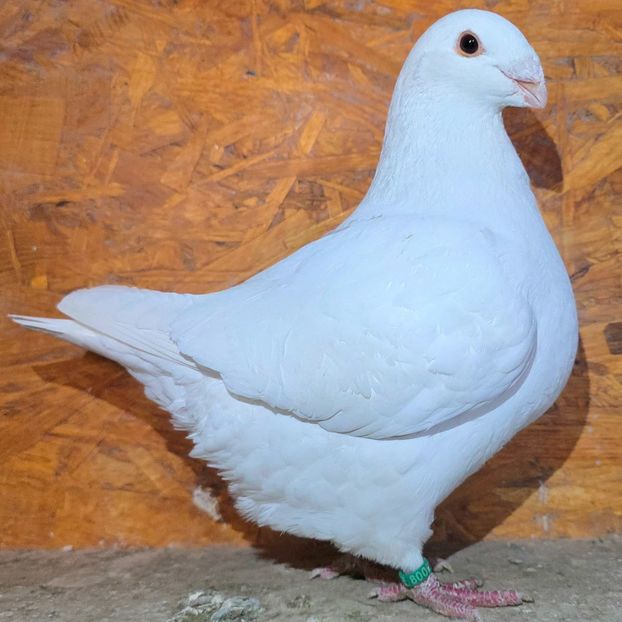 F 2025 - 4--- Fem AGH Matca 2026