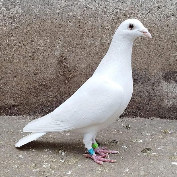  - Nu îmi aparțin 11