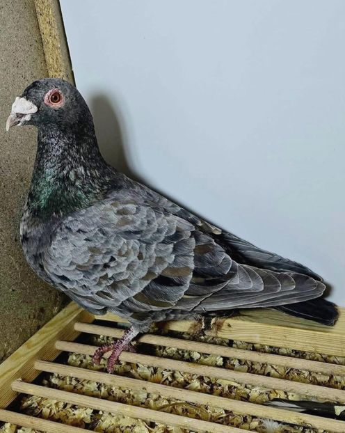  - Nu îmi aparțin 11