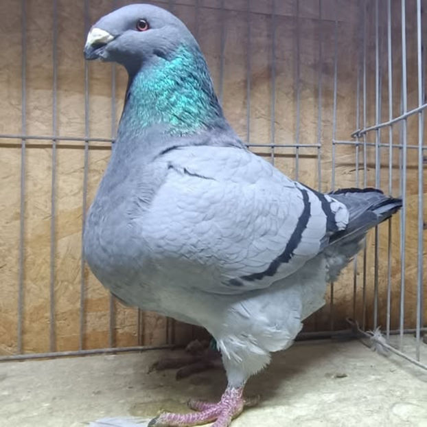 F-2025 No. - AMERICAN GiANT HOMER MATCA