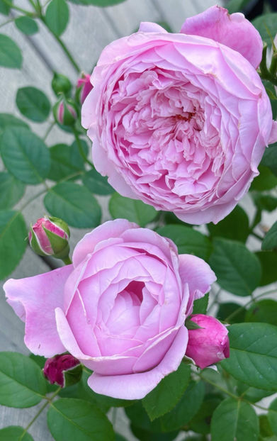 Spirit of Freedom  (urcator) 60 lei - Primavara 2026