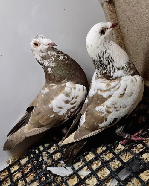  - Nu îmi aparțin 11