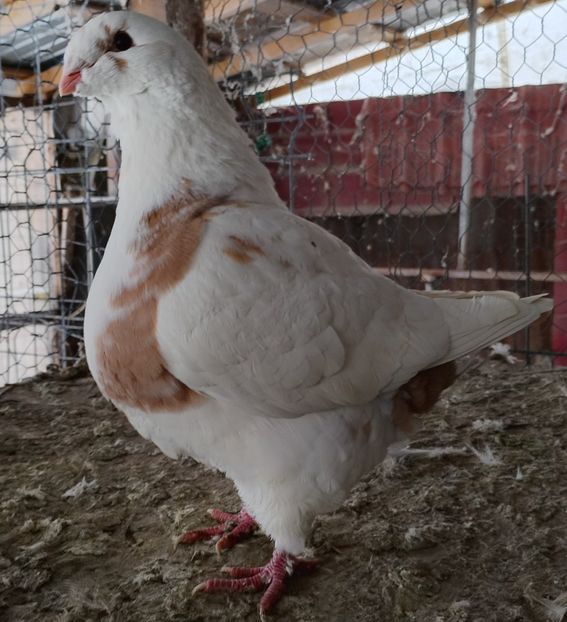 F 2025 - AGH Femele pentru 2026