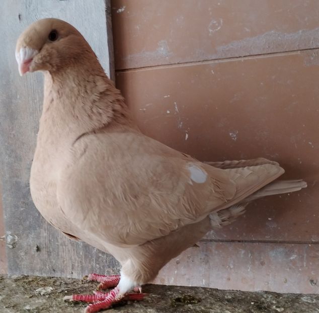 F 2025 - AGH Femele pentru 2026