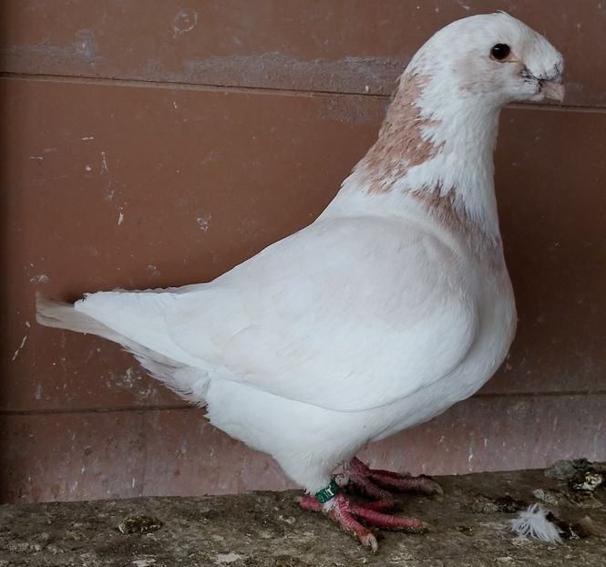 M 2025 - AGH Masculi PENTRU 2026