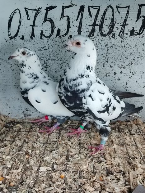  - Matca Porumbei 2026 culori rare