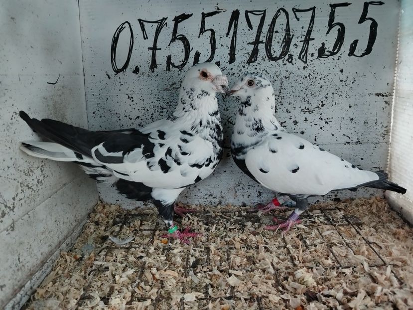  - Matca Porumbei 2026 culori rare